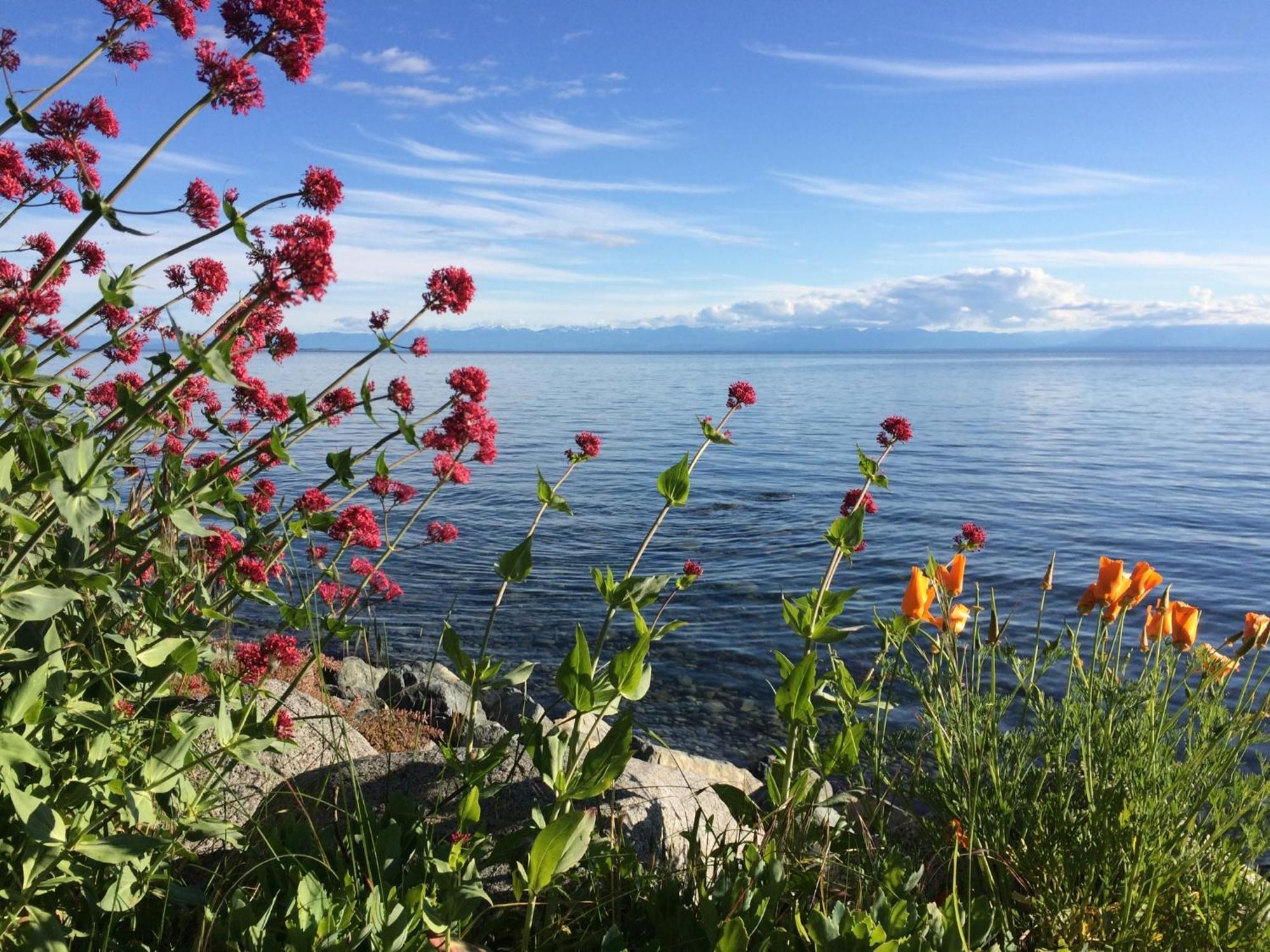 Blitz Beach House Oceanside Suite Powell River Extérieur photo
